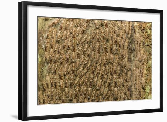 Caterpillars on tree bark, Upper Amazon River Basin, Amazon National Park, Loreto, Peru-Michael Nolan-Framed Photographic Print