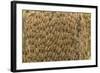 Caterpillars on tree bark, Upper Amazon River Basin, Amazon National Park, Loreto, Peru-Michael Nolan-Framed Photographic Print