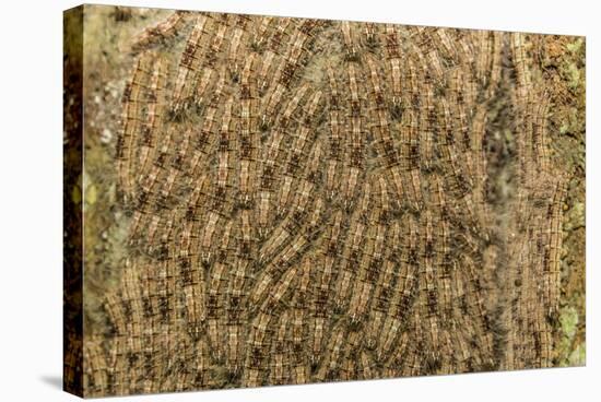 Caterpillars on tree bark, Upper Amazon River Basin, Amazon National Park, Loreto, Peru-Michael Nolan-Stretched Canvas
