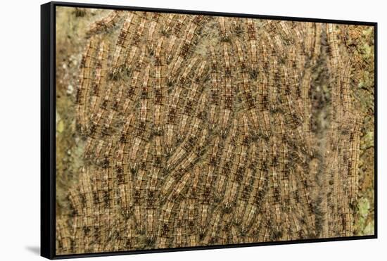 Caterpillars on tree bark, Upper Amazon River Basin, Amazon National Park, Loreto, Peru-Michael Nolan-Framed Stretched Canvas