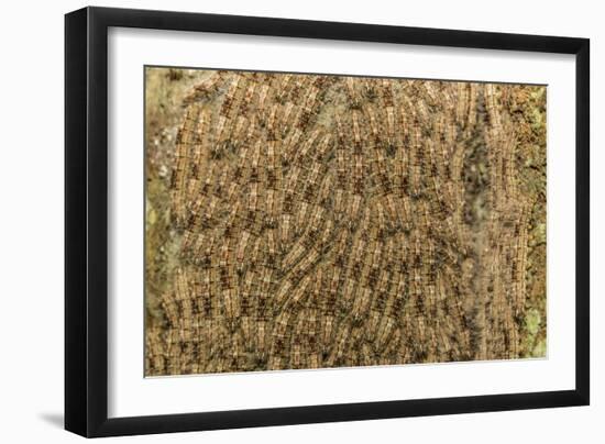 Caterpillars on tree bark, Upper Amazon River Basin, Amazon National Park, Loreto, Peru-Michael Nolan-Framed Photographic Print