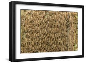 Caterpillars on tree bark, Upper Amazon River Basin, Amazon National Park, Loreto, Peru-Michael Nolan-Framed Photographic Print