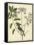Catesby Bird and Botanical I-Mark Catesby-Framed Stretched Canvas