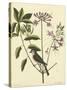 Catesby Bird and Botanical I-Mark Catesby-Stretched Canvas