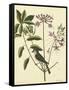 Catesby Bird and Botanical I-Mark Catesby-Framed Stretched Canvas