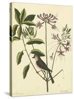 Catesby Bird and Botanical I-Mark Catesby-Stretched Canvas