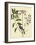 Catesby Bird and Botanical I-Mark Catesby-Framed Art Print