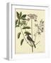 Catesby Bird and Botanical I-Mark Catesby-Framed Art Print