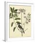 Catesby Bird and Botanical I-Mark Catesby-Framed Art Print