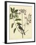 Catesby Bird and Botanical I-Mark Catesby-Framed Art Print