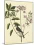 Catesby Bird and Botanical I-Mark Catesby-Mounted Art Print