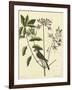 Catesby Bird and Botanical I-Mark Catesby-Framed Art Print