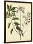 Catesby Bird and Botanical I-Mark Catesby-Framed Art Print