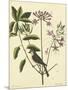 Catesby Bird and Botanical I-Mark Catesby-Mounted Art Print