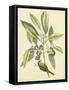 Catesby Bird and Botanical V-Mark Catesby-Framed Stretched Canvas