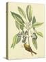 Catesby Bird and Botanical V-Mark Catesby-Stretched Canvas