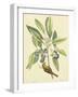 Catesby Bird and Botanical V-Mark Catesby-Framed Art Print