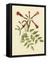 Catesby Bird and Botanical VI-Mark Catesby-Framed Stretched Canvas