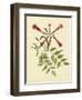 Catesby Bird and Botanical VI-Mark Catesby-Framed Art Print