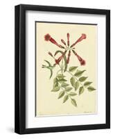 Catesby Bird and Botanical VI-Mark Catesby-Framed Art Print