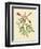 Catesby Bird and Botanical VI-Mark Catesby-Framed Art Print