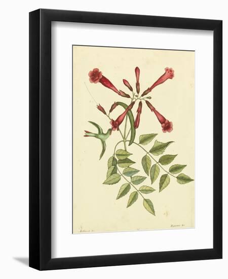 Catesby Bird and Botanical VI-Mark Catesby-Framed Art Print