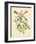 Catesby Bird and Botanical VI-Mark Catesby-Framed Art Print