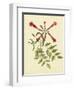 Catesby Bird and Botanical VI-Mark Catesby-Framed Art Print