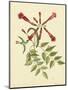 Catesby Bird and Botanical VI-Mark Catesby-Mounted Art Print