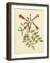 Catesby Bird and Botanical VI-Mark Catesby-Framed Art Print