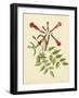 Catesby Bird and Botanical VI-Mark Catesby-Framed Art Print