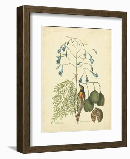 Catesby Bird & Botanical II-Mark Catesby-Framed Art Print