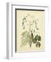 Catesby Bird & Botanical II-Mark Catesby-Framed Art Print