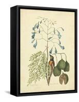 Catesby Bird & Botanical II-Mark Catesby-Framed Stretched Canvas