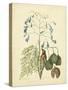 Catesby Bird & Botanical II-Mark Catesby-Stretched Canvas