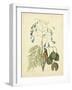 Catesby Bird & Botanical II-Mark Catesby-Framed Art Print