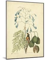 Catesby Bird & Botanical II-Mark Catesby-Mounted Art Print