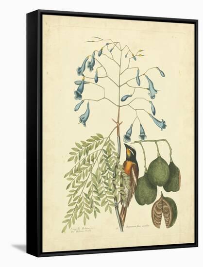 Catesby Bird & Botanical II-Mark Catesby-Framed Stretched Canvas