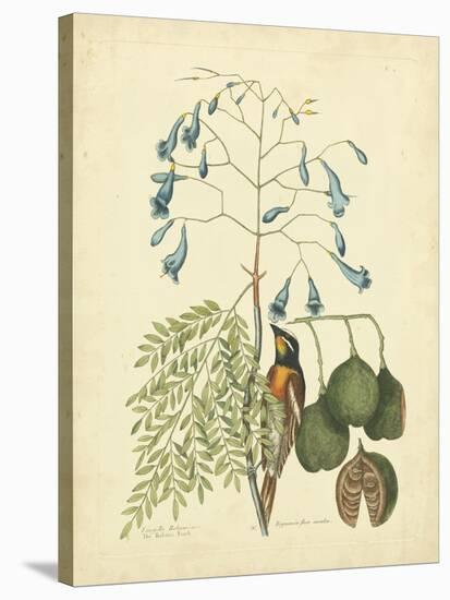 Catesby Bird & Botanical II-Mark Catesby-Stretched Canvas