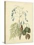 Catesby Bird & Botanical II-Mark Catesby-Stretched Canvas