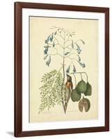 Catesby Bird & Botanical II-Mark Catesby-Framed Art Print