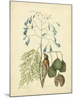 Catesby Bird & Botanical II-Mark Catesby-Mounted Art Print