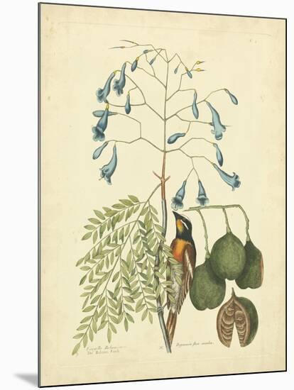 Catesby Bird & Botanical II-Mark Catesby-Mounted Art Print