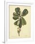 Catesby Bird & Botanical III-Mark Catesby-Framed Art Print