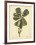 Catesby Bird & Botanical III-Mark Catesby-Framed Art Print