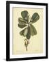 Catesby Bird & Botanical III-Mark Catesby-Framed Art Print