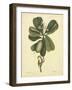 Catesby Bird & Botanical III-Mark Catesby-Framed Art Print