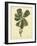 Catesby Bird & Botanical III-Mark Catesby-Framed Art Print