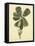 Catesby Bird & Botanical III-Mark Catesby-Framed Stretched Canvas