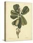 Catesby Bird & Botanical III-Mark Catesby-Stretched Canvas